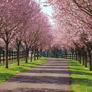 Meet your Posher, Monica